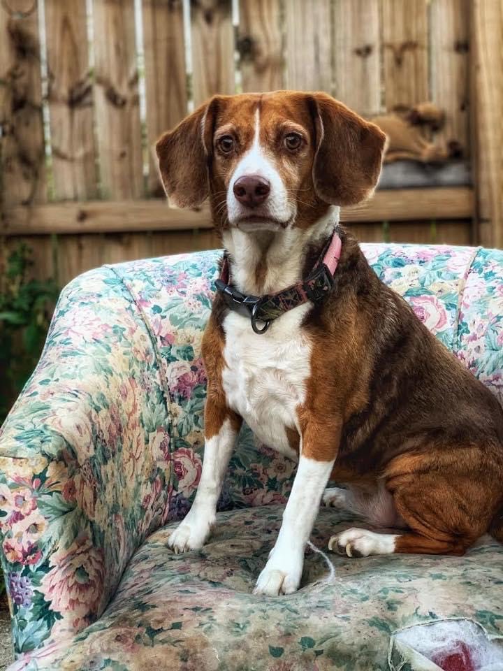 Rehome – Seattle Beagle Rescue