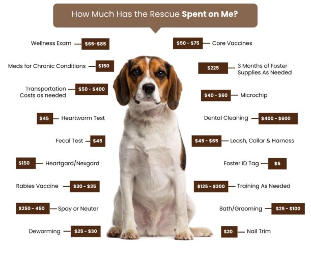Adoption Fees Seattle Beagle Rescue
