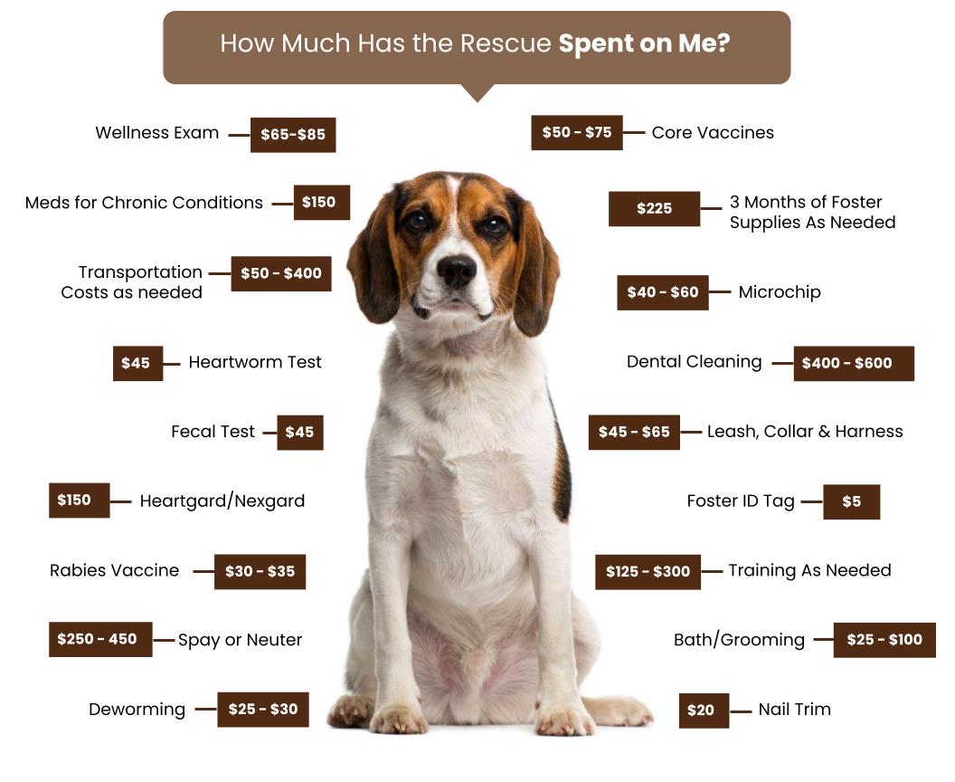 Adoption Fees Seattle Beagle Rescue