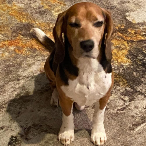 Sydney - Seattle Beagle Rescue