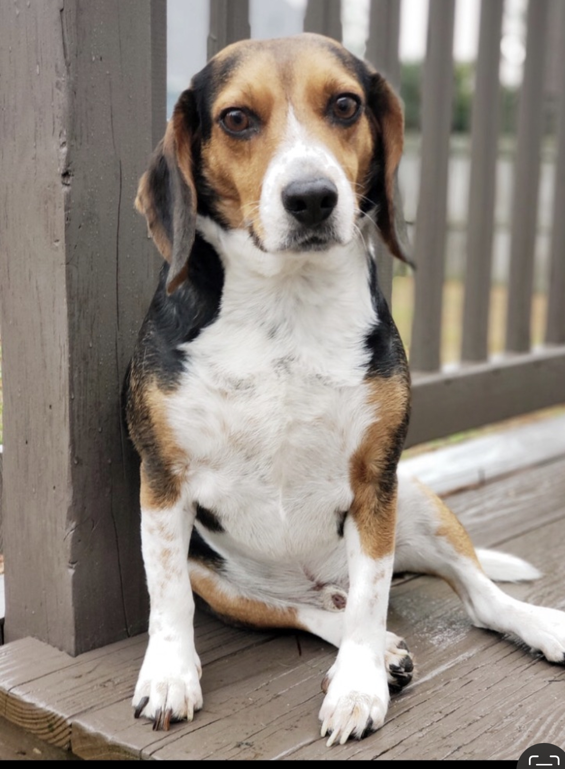 Taz - Seattle Beagle Rescue