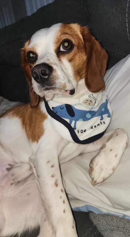 Gunner - Seattle Beagle Rescue