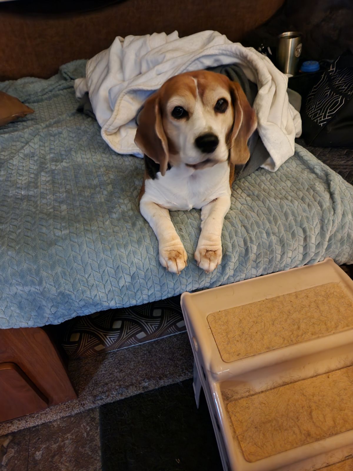 Katie - Seattle Beagle Rescue