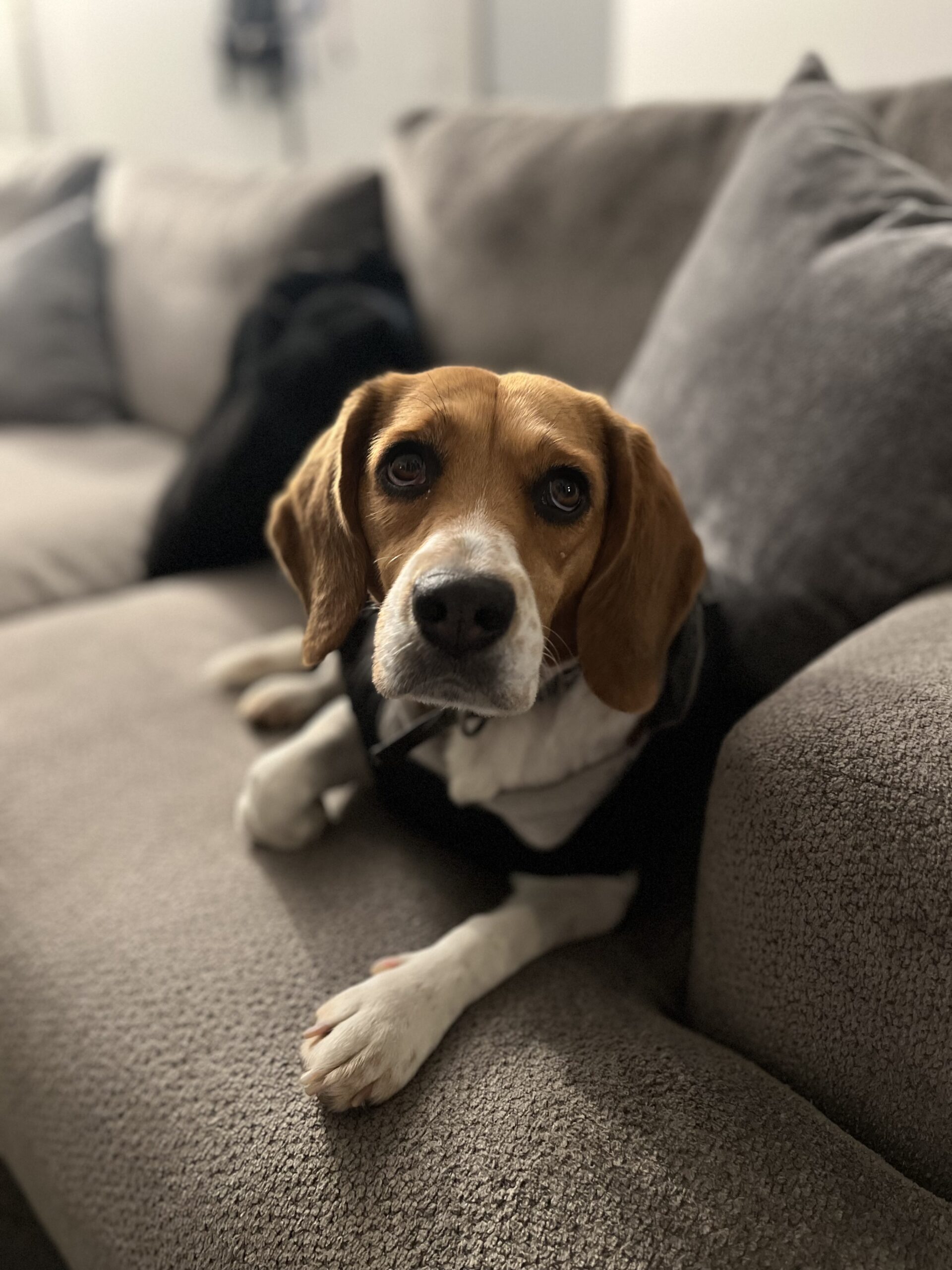 Perlita - Seattle Beagle Rescue