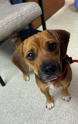 Luna - Seattle Beagle Rescue