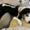 Snoopy