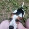 Harper