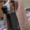 Buddy