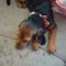 Pixy